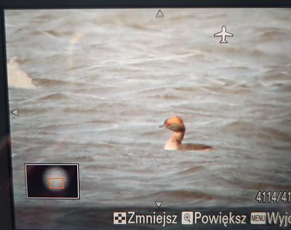 Ohrentaucher  - Marzena Kosut