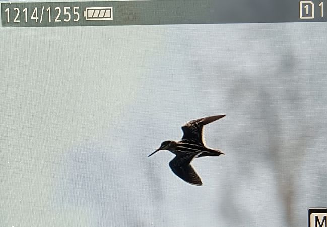 bekasik  - Ryszard Dworak