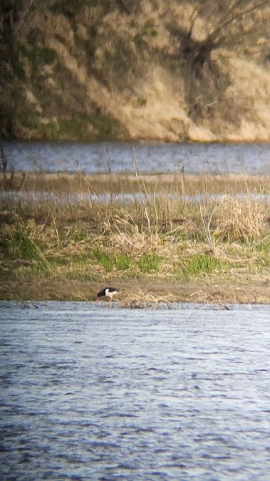 ostrygojad  - Anna Kamilewicz-Wicik