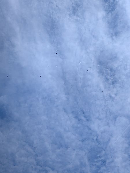 Weissstorch  - Konrad Uryga