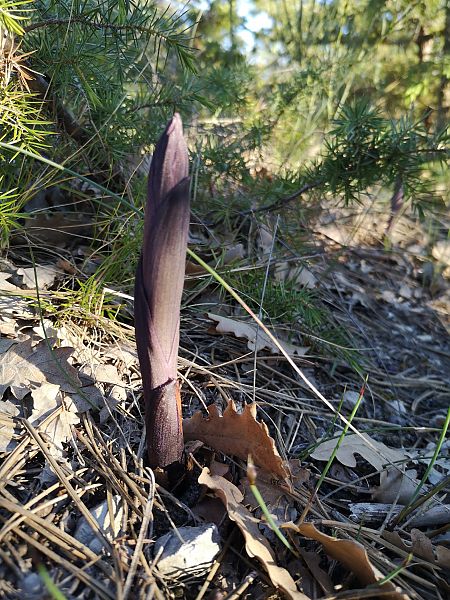 Limodorum abortivum  - Richard Fay