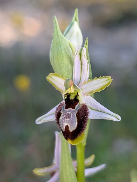 Ophrys splendida  - Delarbre Sébastien