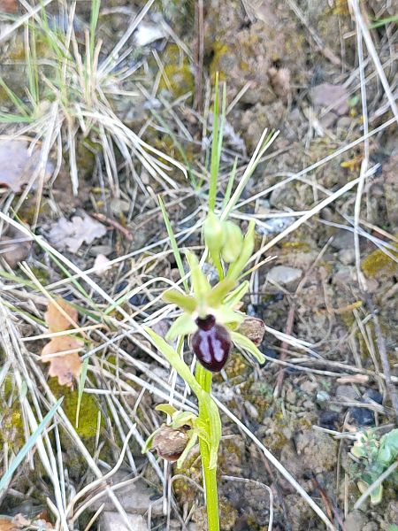Ophrys passionis  - Isabel Casas Navarrete