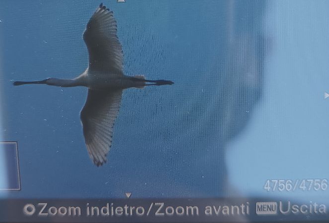 Spatola  - Lorenza Venturini