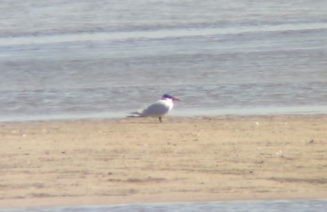 rybitwa wielkodzioba  - Michał Kowalczuk