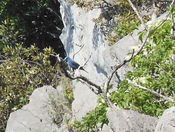 Blue Rock Thrush  - Johannes Diebold
