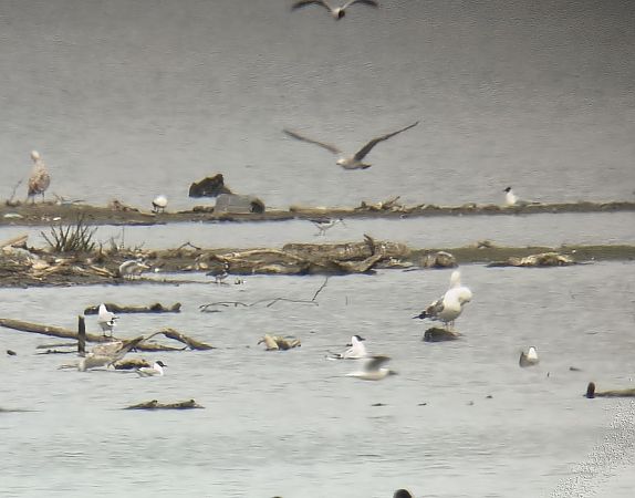 szczudłak  - Barbara Polanin