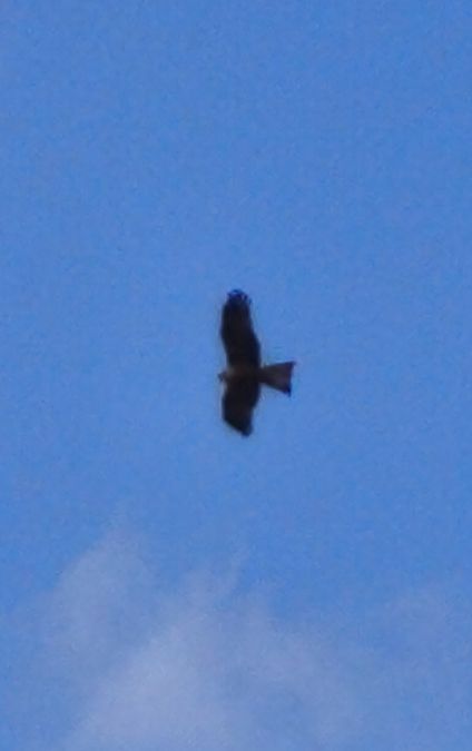 Nibbio bruno  - Johannes Freudenberger