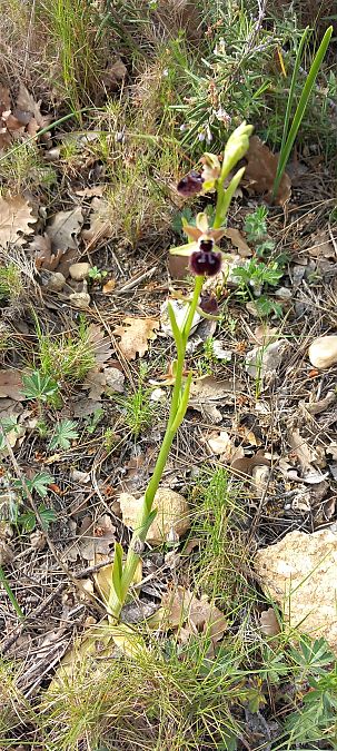 Ophrys incubacea  - Gerard Chassan