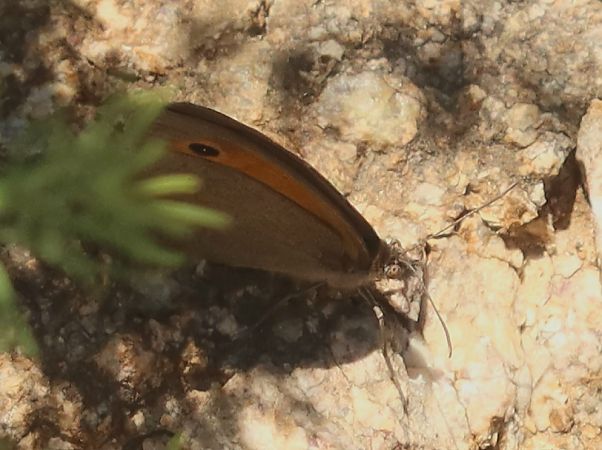 Maniola jurtina  - Jean Toubert