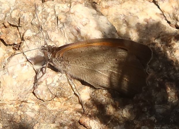 Maniola jurtina  - Jean Toubert