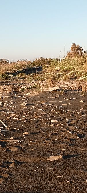 Corriere piccolo  - Marco Scutellà