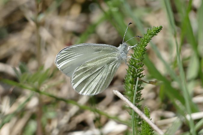 Leptidea sinapis  - Alessandro Sacchetti