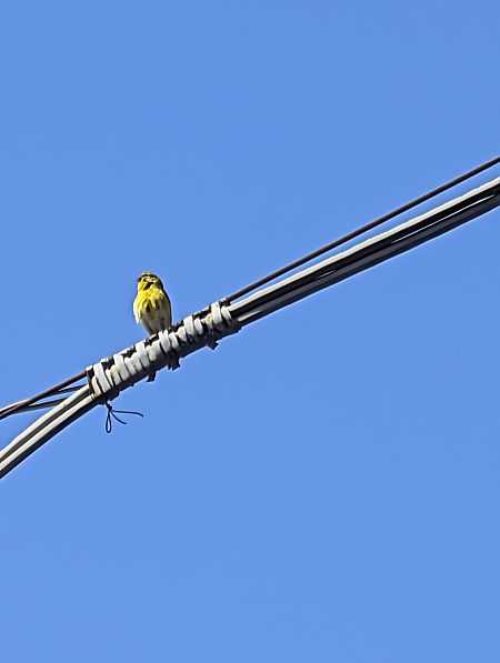 Verzellino  - Frank Laier