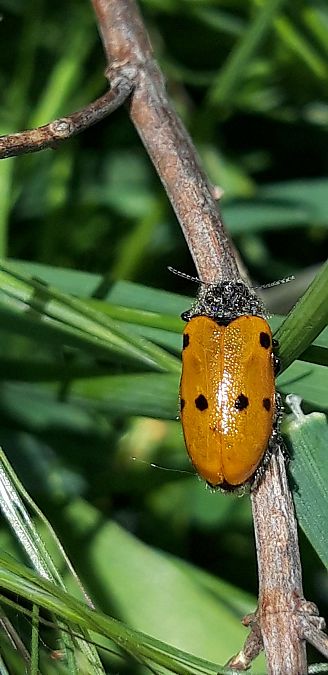 Lachnaia italica  - Michele Cento
