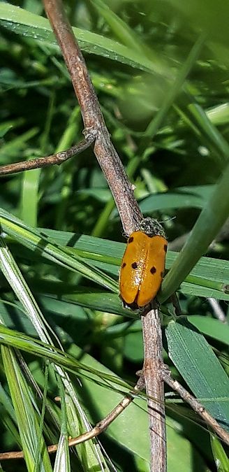 Lachnaia italica  - Michele Cento