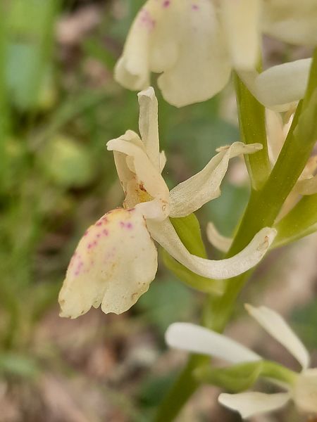 Orchis provincialis  - Thibaut Durr