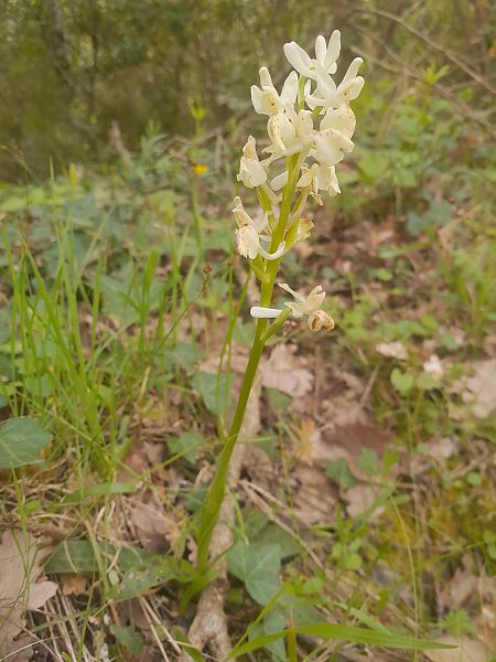 Orchis provincialis  - Thibaut Durr