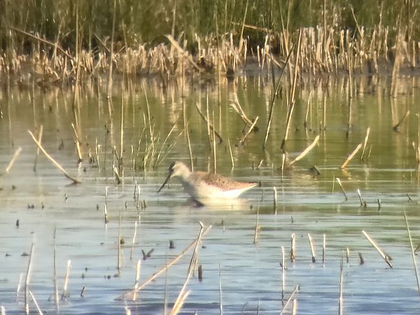 Chevalier stagnatile 