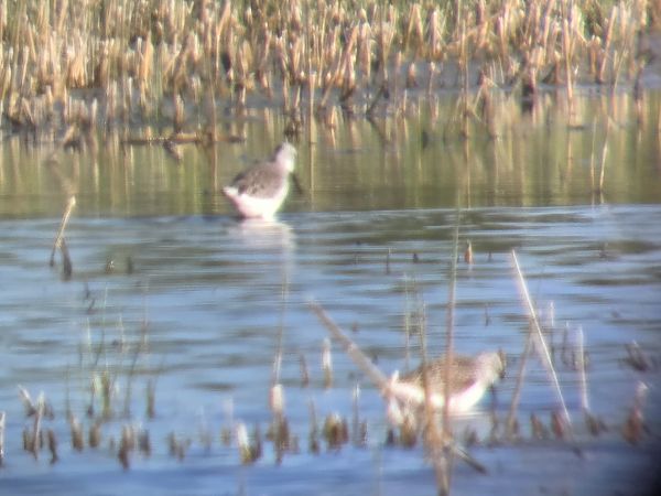 Chevalier stagnatile 