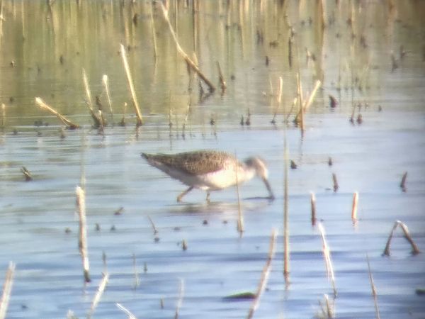 Chevalier stagnatile 