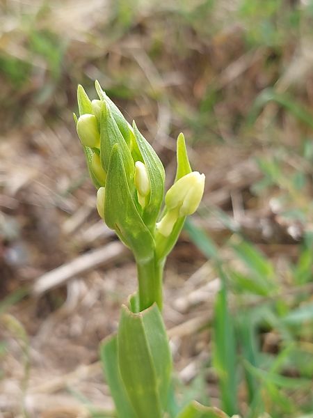Dactylorhiza insularis  - Bernard Sonnerat