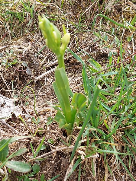Dactylorhiza insularis  - Bernard Sonnerat