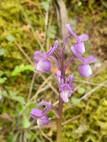 Anacamptis indet. group. morio  - Thibaut Durr