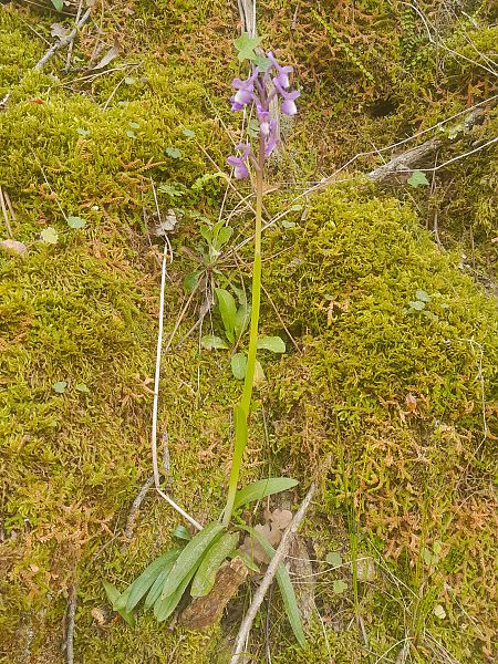 Anacamptis indet. group. morio  - Thibaut Durr