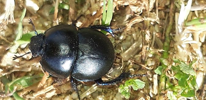 Thorectes intermedius  - Michele Cento