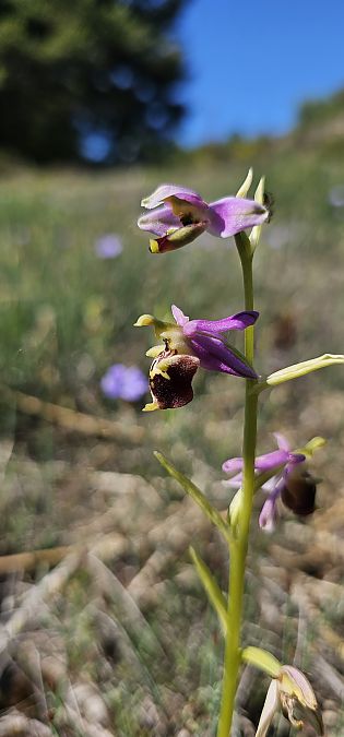 Ophrys fuciflora subsp. druentica  - Claire Perrachon