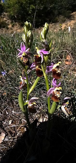 Ophrys fuciflora subsp. druentica  - Claire Perrachon