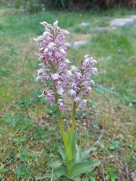 Neotinea lactea  - Bernard Sonnerat