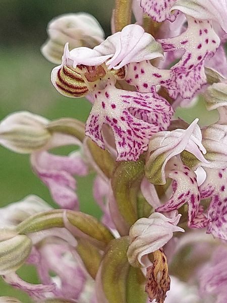 Neotinea lactea  - Bernard Sonnerat