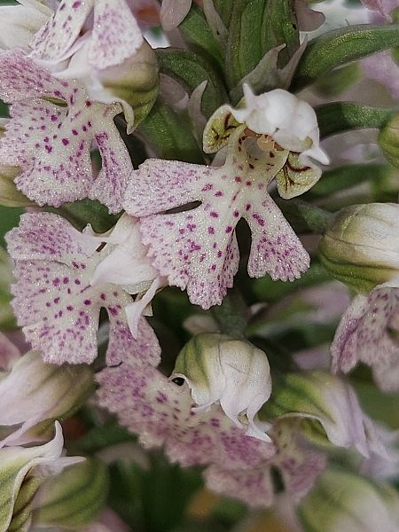 Neotinea lactea  - Bernard Sonnerat