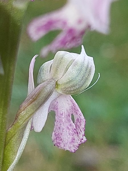 Neotinea lactea  - Bernard Sonnerat
