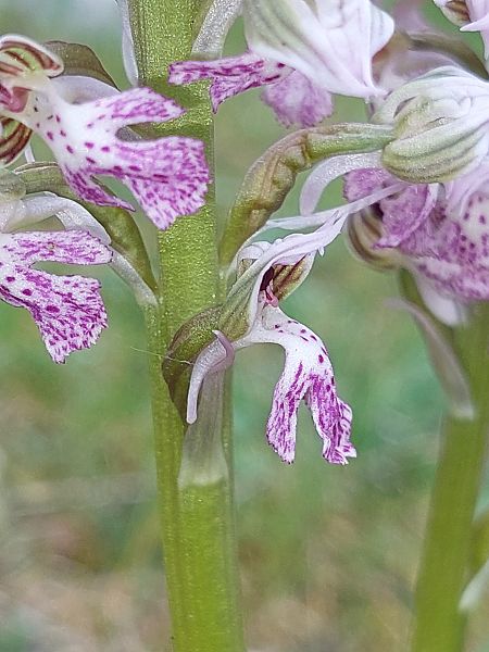 Neotinea lactea  - Bernard Sonnerat