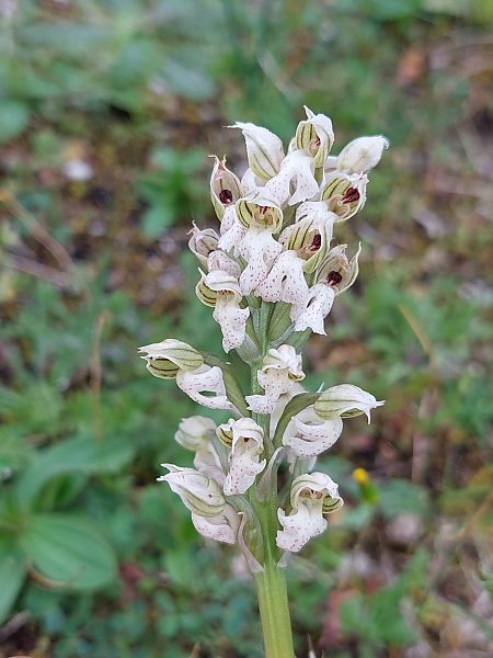 Neotinea lactea  - Bernard Sonnerat