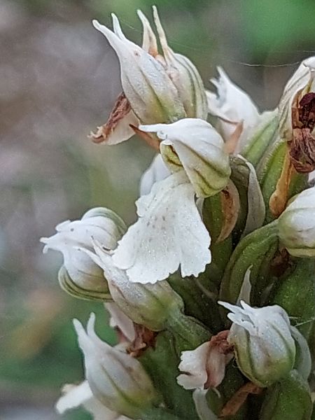 Neotinea lactea  - Bernard Sonnerat