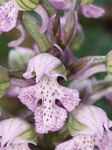Neotinea lactea  - Bernard Sonnerat