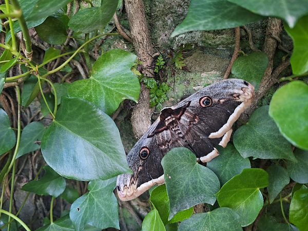 Saturnia pyri  - Oriol Clarabuch