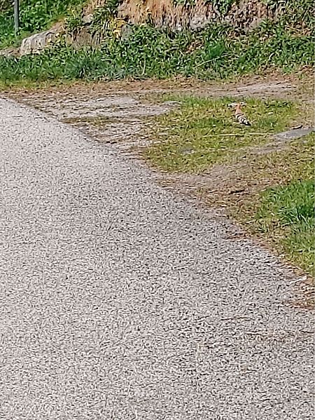 Upupa  - Lavinia Garibaldi (FVG)