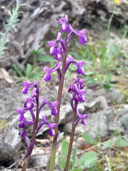 Anacamptis indet. group. morio  - Thibaut Durr
