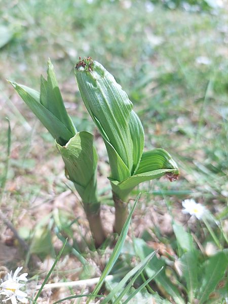Epipactis helleborine  - Bernard Sonnerat
