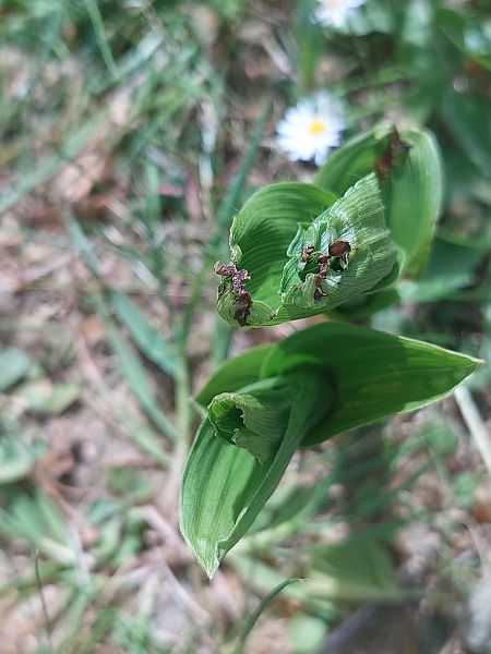 Epipactis helleborine  - Bernard Sonnerat