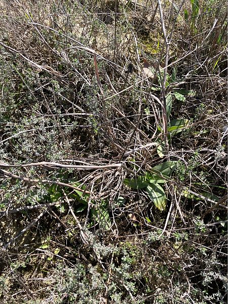 Ophrys sp.  - Florent de Gasperis