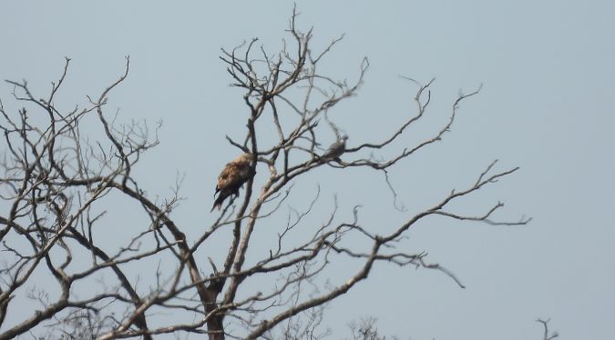 kania ruda  - Adrian Dudkiewicz