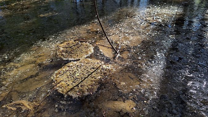 Rana dalmatina  - Renato Cottalasso