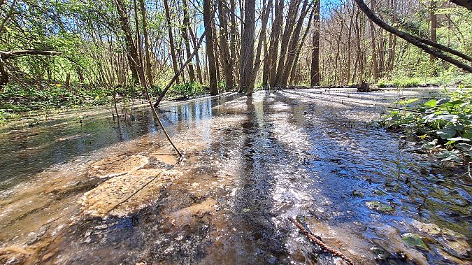 Rana dalmatina  - Renato Cottalasso
