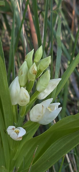 Cephalanthera longifolia  - Michel Robin